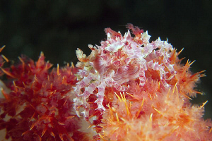 Soft coral crab. Tulamben, Bali by Doug Anderson 